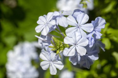 Mavi yasemin çiçeği, bilimsel adı; plumbago capensis