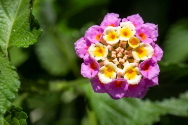 Lantana Camara 'yı kapatın. Yaz çiçekleri serisi, güzel Lantana Camara. Lantana ya da yabani adaçayı ya da altın kumaş ya da Lantana Camara çiçeği.