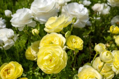 Ranunculus asiaticus çiçeği bahçede.