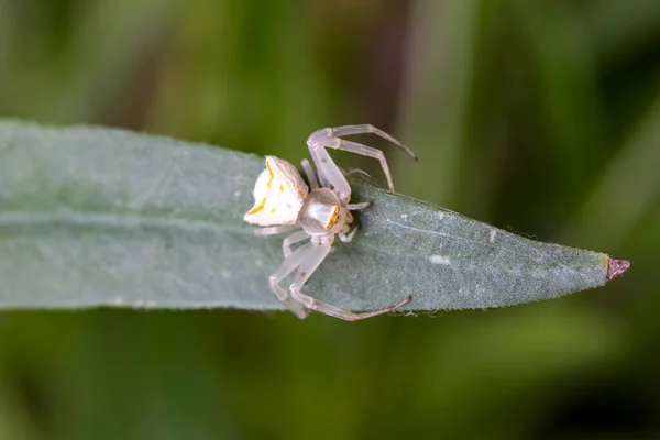 Зразки Павука Білим Крабом Thomisus Thomisidae — стокове фото