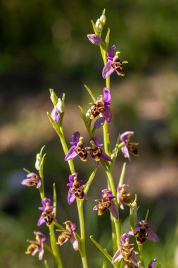 Vahşi orkide; bilimsel isim; Ophrys minutes