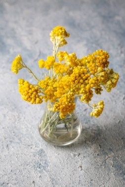 Vahşi yararlı bitki, bilimsel isim; Helichrysum arenyumu