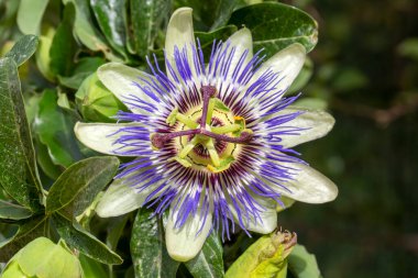 Passiflora 'yı kapatın. Tutku Çiçeği (Passiflora caerulea) yaprakları tropikal bahçede. Güzel tutku meyvesi çiçeği veya Passiflora (Passifloraceae)).