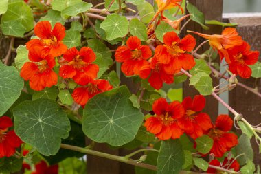 Turuncu Nasturtium çiçek Tropaeolum majus yenilebilir olduğunu ve çekici bir yere kapak yapar.