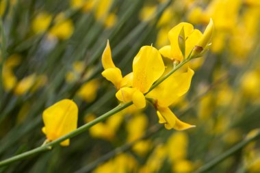 Spartium junceum, baklagiller (Fabaceae) familyasından Akdeniz 'e özgü bir çalı türüdür.).