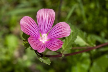 Vahşi bitki; bilimsel isim; malope malacoides veya malva trimestris