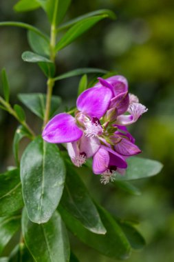 Vahşi bitki; bilimsel isim; Polygala myrtifolia