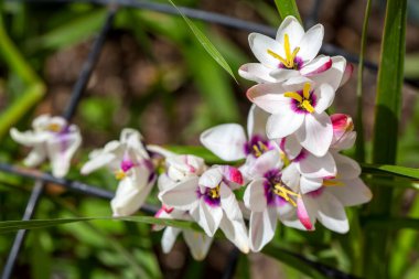 Sparaxis, White ixia, palyaço çiçeği, wandflower, corn nillies