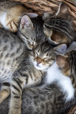 Evcil hayvan; şirin kedi tekir.