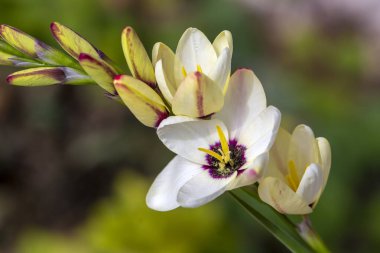 Sparaxis, White ixia, palyaço çiçeği, wandflower, corn nillies