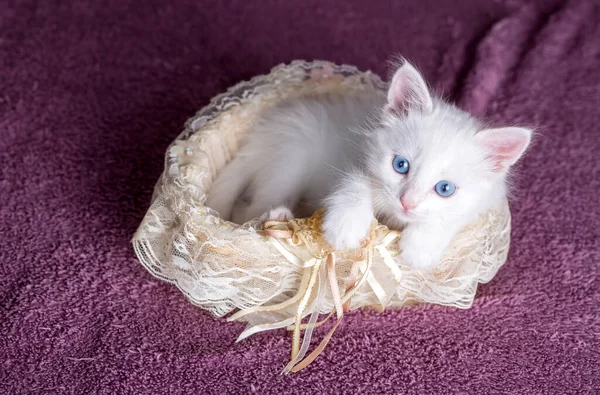 Gattino Bianco Con Gatto Occhi Azzurri — Foto Stock