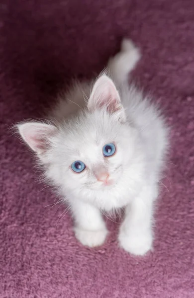 Белый Котёнок Голубыми Глазами — стоковое фото
