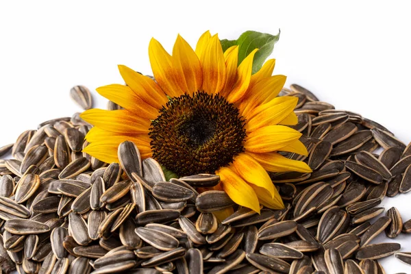 stock image Sunflower and sunflower seeds on the white background