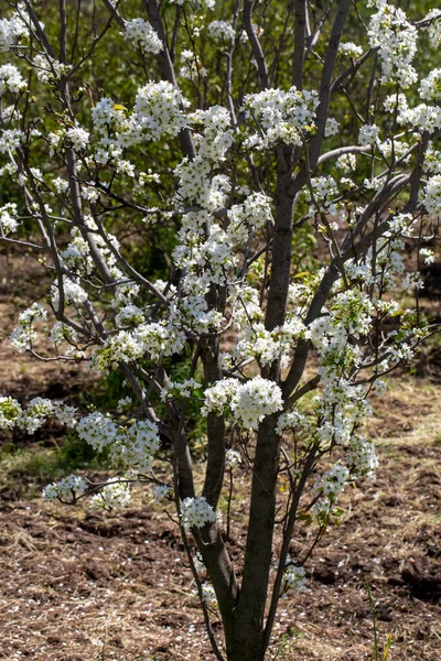 Άνθη Κερασιάς Σμύρνη Τουρκία — Φωτογραφία Αρχείου