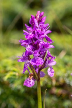 Vahşi orkide, bilimsel isim; Dactylorhiza nieschalkiorum, Dactylorhiza
