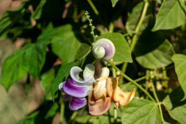Vigna Caracalla, Snailflower olarak da bilinir, inanılmaz bir kokusu vardır.