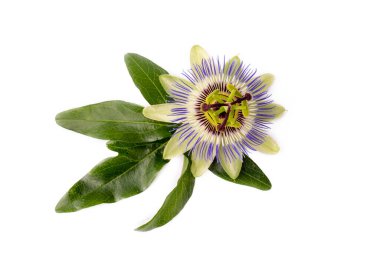 Beyaz arka planda Passiflora incarnata