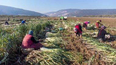 Torbali - Izmir - Turkey, January 24, 2023, Seasonal workers working in a leek field