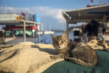 Balıkçı İskelesi 'nde başıboş kedi, Urla - Iskele - Türkiye