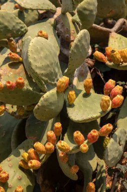 Dikenli armutlar (Opuntia ficus-indica) - Hint inciri, opuntia, barbar incir ve kaktüs armudu olarak da bilinir. (Türkçe isim; dikenli incir veya ipucu inciri)