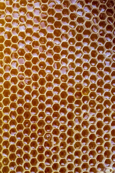 Natural Comb Honey Turkish Karakovan Honey — Stock Photo, Image