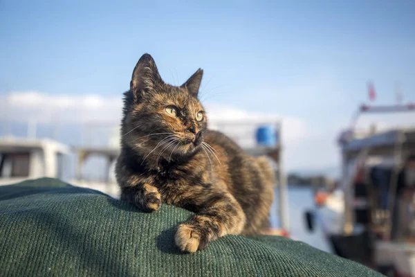 Balıkçı Skelesi Nde Başıboş Kedi Urla Iskele Türkiye — Stok fotoğraf
