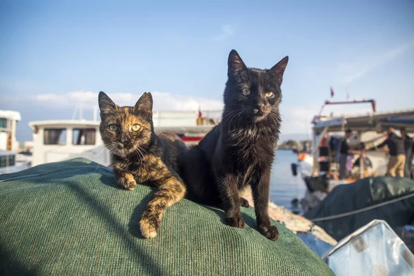 Gato Callejero Fisherman Pier Urla Iskele Turquía — Foto de Stock