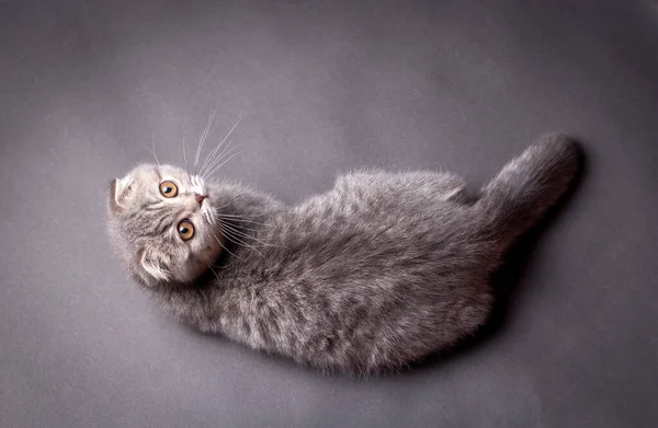 Scottish Krotnie Kotek Srebrny Kot Szkocki — Zdjęcie stockowe