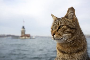 İstanbul Bakire Kulesi manzaralı Tekir sokak kedisi