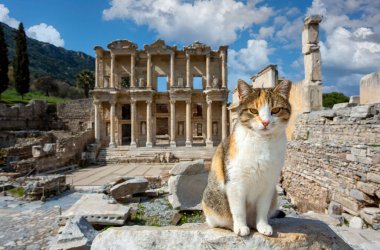 Efes tarihi antik şehir ve kedi. İzmir / Türkiye