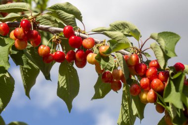 Kiraz ağacı dalında asılı kirazlar, Dökülmüş Dağ - Manisa