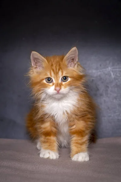Aranyos Cica Narancs Színű Maine Mosómedve Cica — Stock Fotó