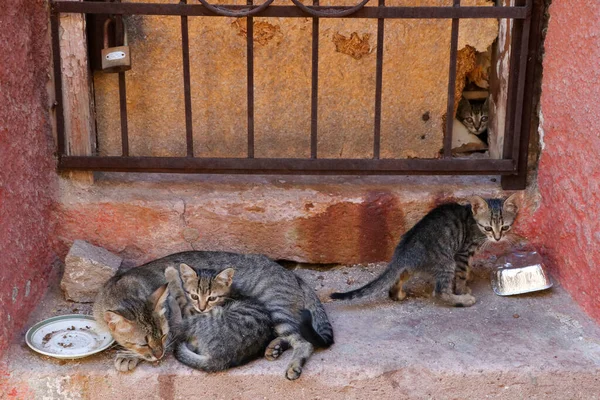 Gato Callejero Abandonado Ayvalik Turquía — Foto de Stock