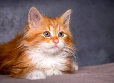 Turuncu renkli şirin kedi yavrusu, Maine Rakun kedisi.