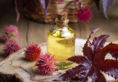 Hint yağı şişesi, hintyağı meyvesi, tohum ve yaprak. Ricinus Communis bitki yağı.