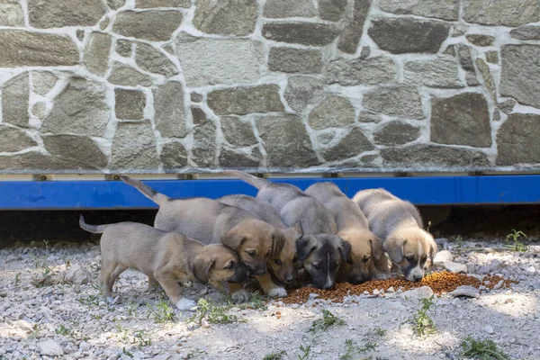 Puppy stray dogs are eating food.