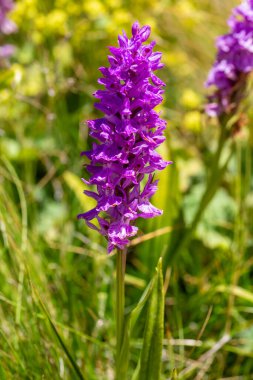 Vahşi orkide, bilimsel isim; Dactylorhiza nieschalkiorum, Dactylorhiza