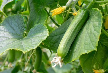 Tarlada sebze yetiştiren yeşil salatalık hasat için..
