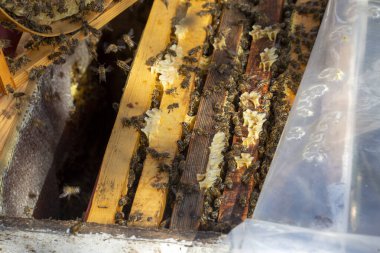 Arıcılık, arı kovanından yeni çıkmış bal petekleri. Bal ve arı.