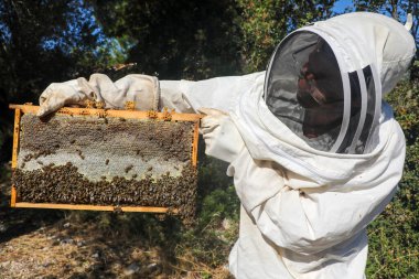 İzmir - Türkiye, 12 Mayıs 2023, arıcılık, arı kovanından arılarla yumurtadan yeni çıkmış bal petekleri. Bal ve arı.