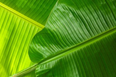 Muz yeşili yaprak kapatma arkaplanı metin veya resim arkaplan tasarımı için bize alan kullan.