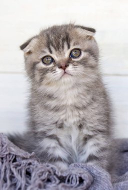 Evcil hayvan; şirin İskoç kedi yavrusu