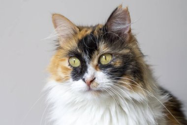 Uzun saçlı yavru kedi şirinmiş.