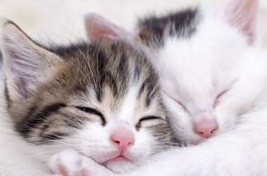 Evcil hayvan, sevimli kedi yavruları yatıyorlar.