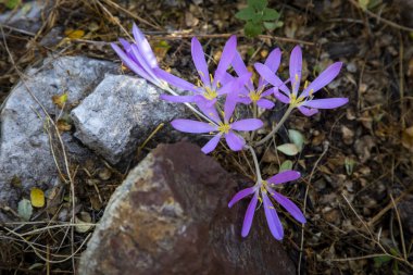 Colchicum baytopiorum, Türkiye 'nin batısında ve Yunanistan' ın Rodos adasında yetişen bir bitki türü..
