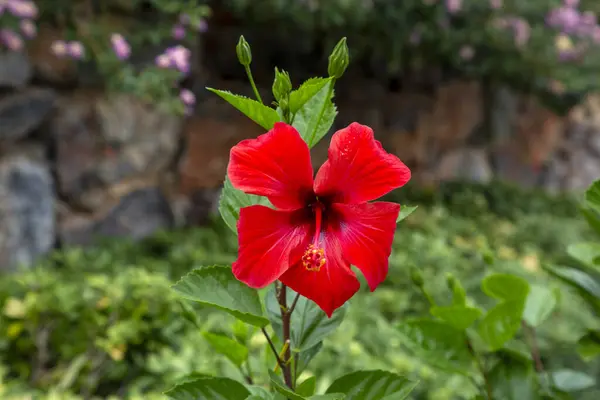Red colored flower, scientific name; Hibiscus rosa-sinensis