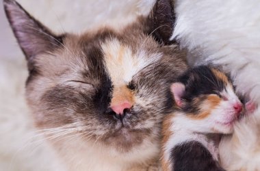 Şirin kedi yavrusu bebek kedi ve anne kedi