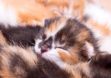 Şirin kedi yavrusu bebek kedi ve anne kedi