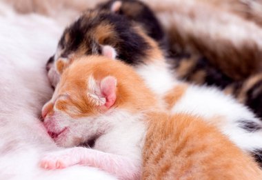 Şirin kedi yavrusu bebek kedi ve anne kedi