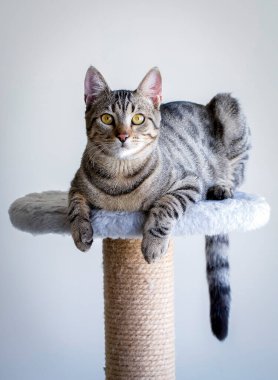 Şirin tekir kedi, evcil hayvan..